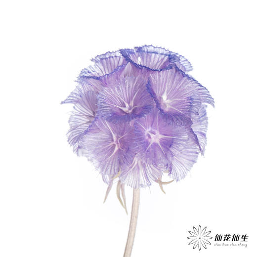 永生花材 | 风车果薰衣草紫 商品图1