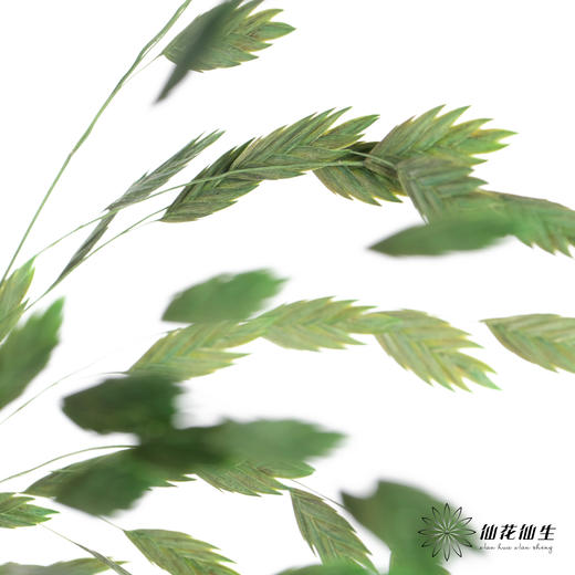 永生花材 | 小盼草绿色 商品图4