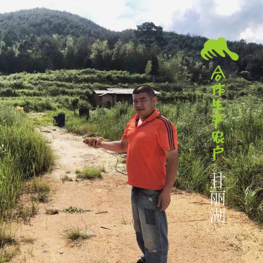 生态高山小土豆 |  合作生产* Ecological  mountain baby potato | Coproduction 商品图1