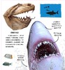 《翻开海洋动物（精）》潜入深深的海洋，与世界上不可思议的海洋生物面对面！大幅折页再现令人惊叹的海洋生物！ 商品缩略图4