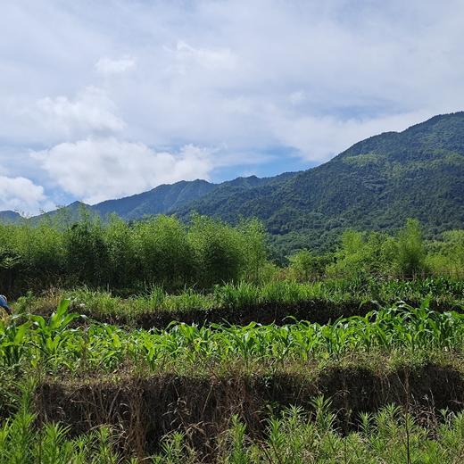 【山野自种蔬菜】泉水滋养、自然生长 (98元/3斤+)菜苔、青蒜、菊花脑、青菜、野芹菜、野蒜等（当日现采随机发，🉑备注更喜欢的菜，尽量满足‼️不售后，谨慎下单 商品图1