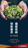 白六老白茶·贡眉（2015年） 商品缩略图2