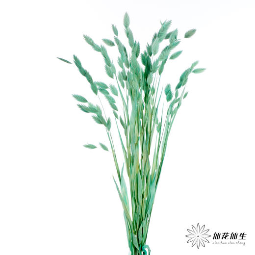 永生花材 | 小盼草青色 商品图5