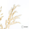 永生花材 | 小盼草米白 商品缩略图3