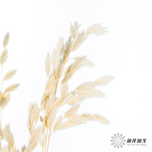 永生花材 | 小盼草米白 商品图3