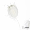 永生花材 | 黑种草果白色 商品缩略图5