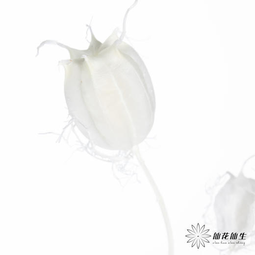 永生花材 | 黑种草果白色 商品图5