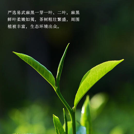 一球2022年百山百味·麻黑普洱生茶饼200g 商品图2