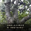 【不足20饼】【22年新班章单株】普洱茶生茶云南勐海茶饼700年古树单株357g茶饼 商品缩略图2