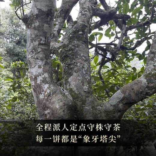 【不足20饼】【22年新班章单株】普洱茶生茶云南勐海茶饼700年古树单株357g茶饼 商品图2