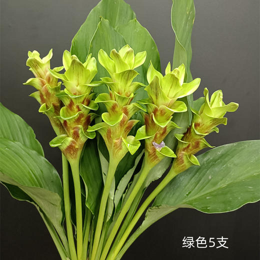 夏日精选花材姜荷花 商品图8