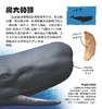 《翻开海洋动物（精）》潜入深深的海洋，与世界上不可思议的海洋生物面对面！大幅折页再现令人惊叹的海洋生物！ 商品缩略图7