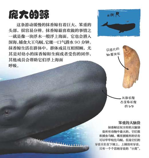 《翻开海洋动物（精）》潜入深深的海洋，与世界上不可思议的海洋生物面对面！大幅折页再现令人惊叹的海洋生物！ 商品图7