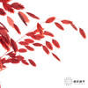 永生花材 | 小盼草红色 商品缩略图2