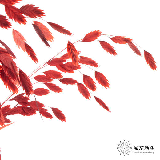永生花材 | 小盼草红色 商品图2