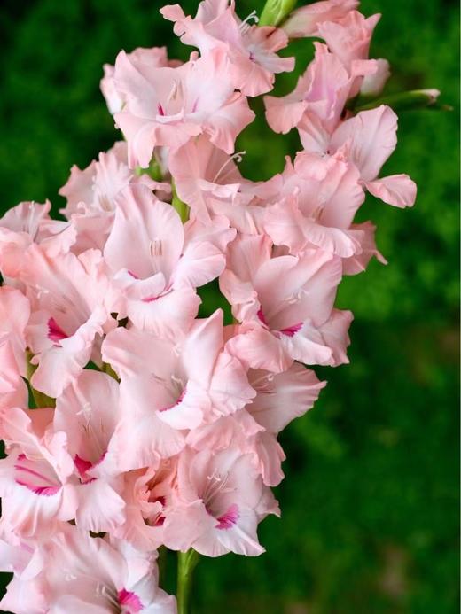 剑兰合辑【美人如玉，剑气如虹】简小姐精选高级 优雅剑兰 中通包邮 下单72小时发货 商品图6