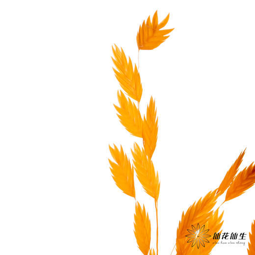 永生花材 | 小盼草橙色 商品图4