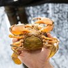 【膏油蟹 含油50-60%】挑时膏油黄油蟹  死蟹包赔 顺丰空运 3只起售 商品缩略图1