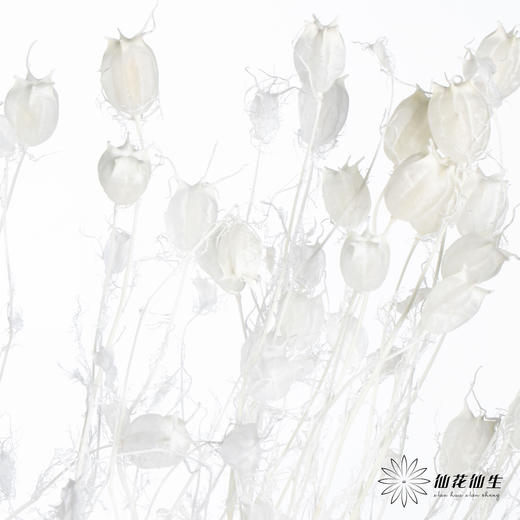 永生花材 | 黑种草果白色 商品图1