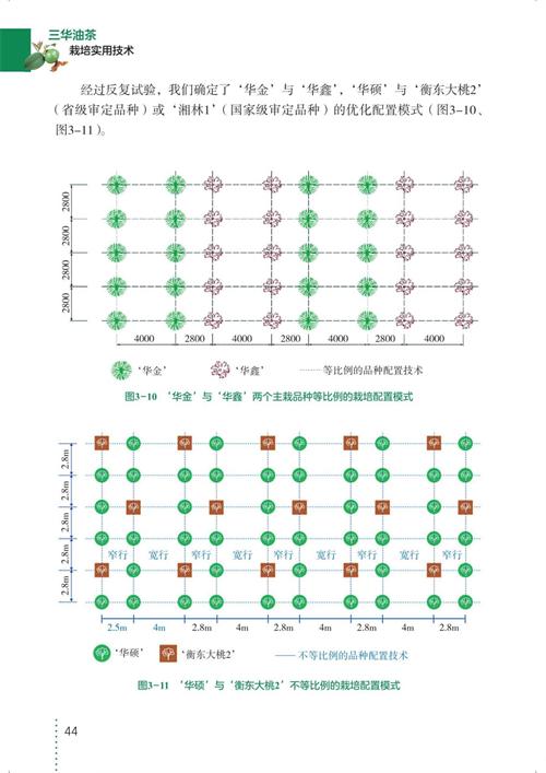 三华油茶栽培实用技术 商品图8
