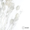 永生花材 | 黑种草果白色 商品缩略图2