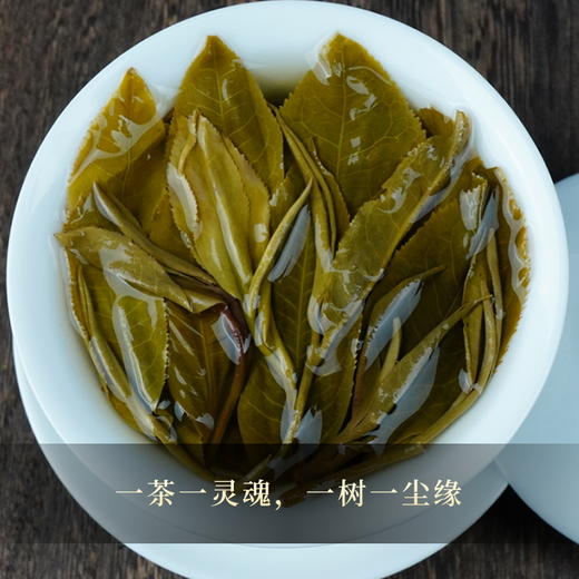 【不足20饼】【22年新班章单株】普洱茶生茶云南勐海茶饼700年古树单株357g茶饼 商品图1