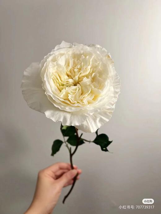 百利信单头玫瑰 | 耐心 商品图3