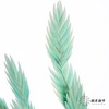 永生花材 | 小盼草青色 商品缩略图0