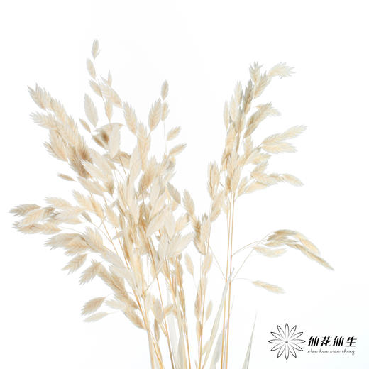 永生花材 | 小盼草米白 商品图0