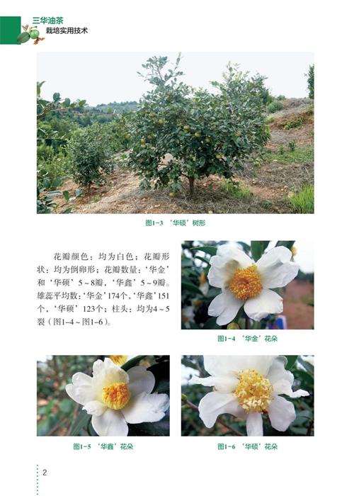 三华油茶栽培实用技术 商品图3