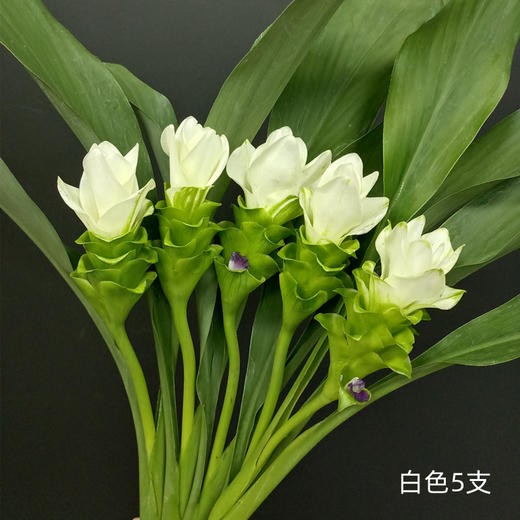 夏日精选花材姜荷花 商品图9