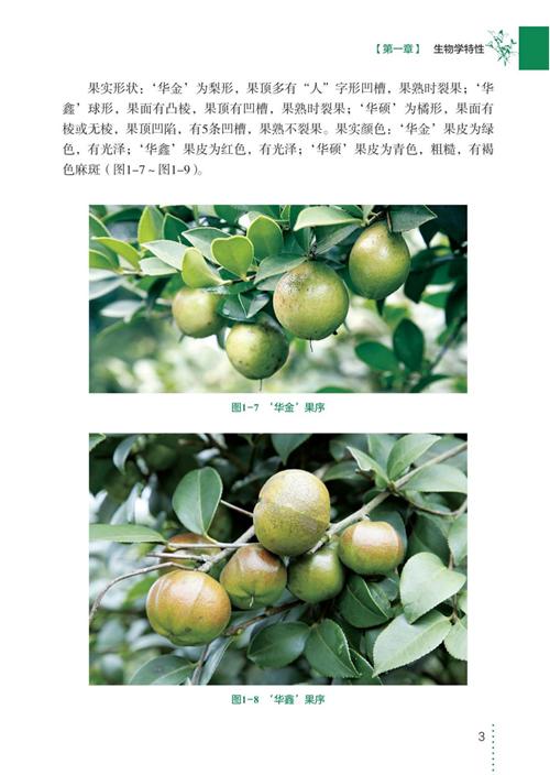 三华油茶栽培实用技术 商品图4