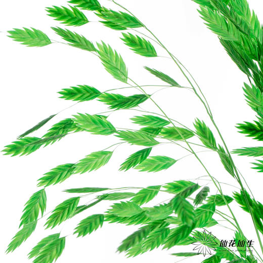 永生花材 | 小盼草青草绿 商品图2