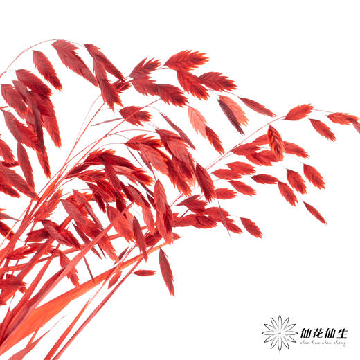 永生花材 | 小盼草红色 商品图3