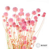 永生花材 | 风车果粉色 商品缩略图3