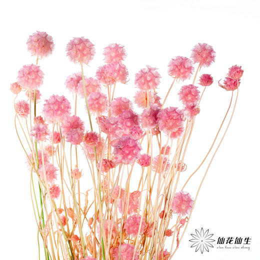 永生花材 | 风车果粉色 商品图3