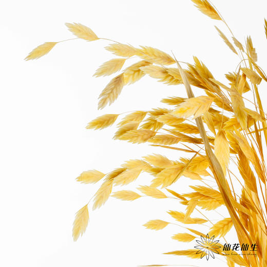 永生花材 | 小盼草黄色 商品图1