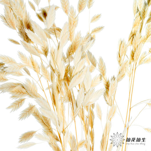 永生花材 | 小盼草米白 商品图2