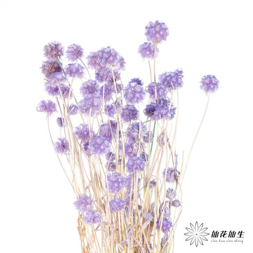 永生花材 | 风车果薰衣草紫 商品图3