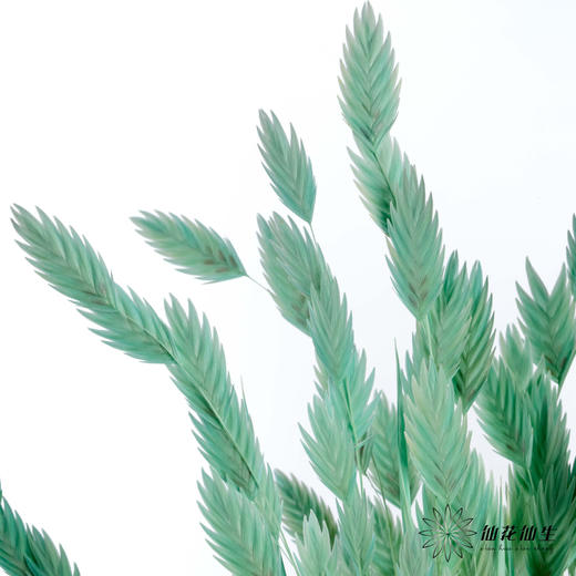 永生花材 | 小盼草青色 商品图1