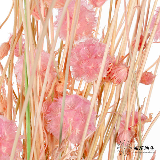 永生花材 | 风车果粉色 商品图2