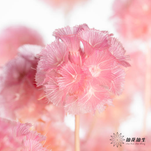 永生花材 | 风车果粉色 商品图1