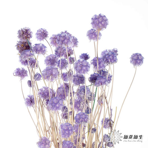 永生花材 | 风车果薰衣草紫 商品图2
