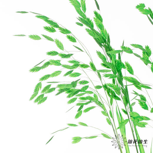 永生花材 | 小盼草青草绿 商品图1