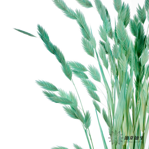 永生花材 | 小盼草青色 商品图3