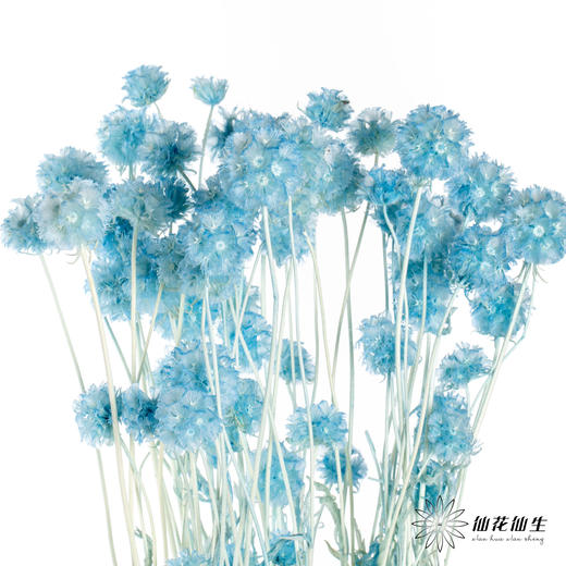 永生花材 | 风车果水洗蓝 商品图2