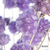 永生花材 | 风车果薰衣草紫 商品缩略图0