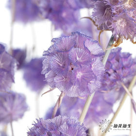 永生花材 | 风车果薰衣草紫