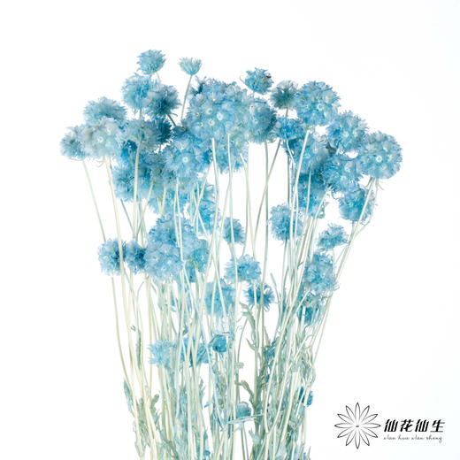 永生花材 | 风车果水洗蓝 商品图3