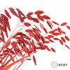 永生花材 | 小盼草红色 商品缩略图0